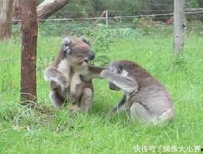 娱乐吃瓜酱考拉打架,娱乐吃瓜酱背后的神秘冲突揭秘