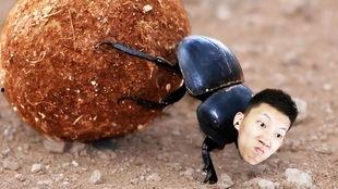 娱乐吃瓜酱屎壳郎,吃瓜酱屎壳郎的趣味人生