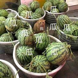 娱乐吃瓜将,揭秘明星幕后故事