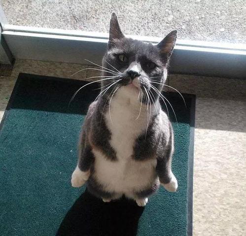 娱乐圈吃瓜猫咪是谁啊,揭秘网络红猫背后的故事