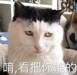 娱乐圈吃瓜猫咪是谁啊,揭秘网络红猫背后的故事