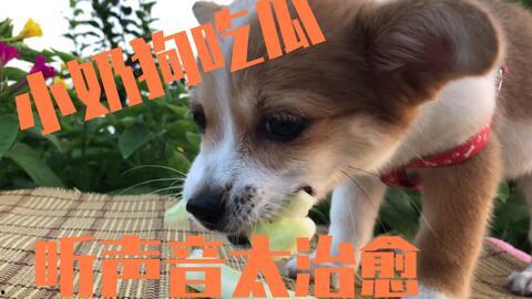 吃瓜娱乐酱小狗,揭秘娱乐圈萌宠背后的故事