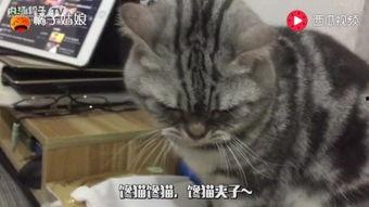 娱乐吃猫瓜,揭秘“吃猫瓜”背后的故事与真相