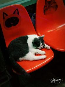 娱乐吃猫瓜,揭秘“吃猫瓜”背后的故事与真相