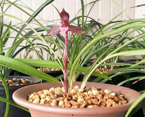 吃瓜娱乐圈小兰花,娱乐圈的甜蜜瓜果，揭秘明星背后的故事